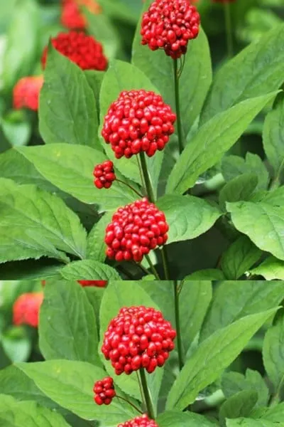 Green Coffee Bean Extract